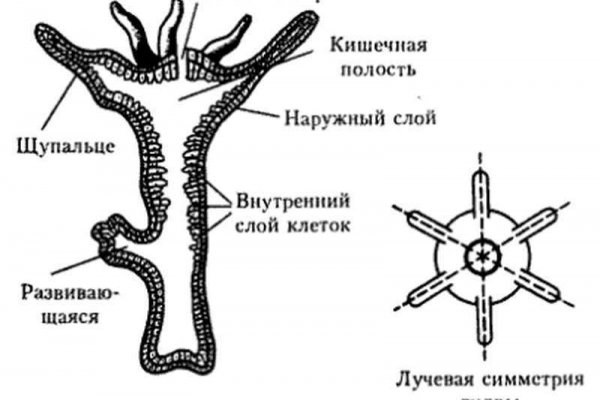 Kraken onion вход